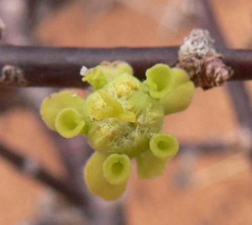 Euphorbia-sp-loupava-borka-Marsabit-SZ-GPS178-Kenya-2012 PV1077