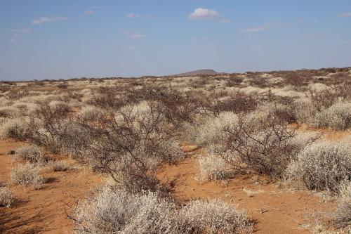 Euphorbia-sp-loupava-borka-Marsabit-to-North-Horr-GPS169-Kenya-2014-Christian-IMG 2318