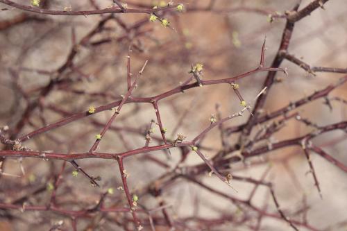 Euphorbia-sp-loupava-borka-Marsabit-to-North-Horr-GPS169-Kenya-2014-Christian-IMG 2344