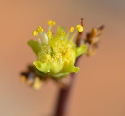 Euphorbia-sp-loupava-borka-Marsabit-to-North-Horr-GPS169-Kenya-2014 0669