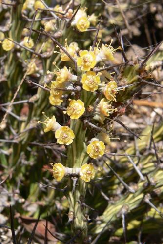 Euphorbia-sp-nova-aff-actinoclada-Langobaya-GPS188-Kenya-2012 PV1795