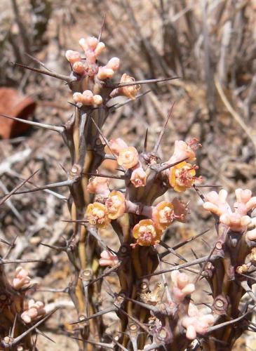 Euphorbia-sp-nova-aff-actinoclada-Langobaya-GPS188-Kenya-2012 PV1802