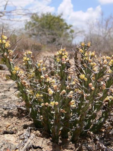 Euphorbia-sp-nova-aff-actinoclada-Langobaya-GPS188-Kenya-2012 PV1810