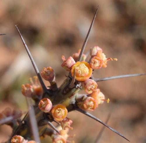 Euphorbia-sp-nova-aff-actinoclada-Langobaya-GPS188-Kenya-2014 1480-vyrez