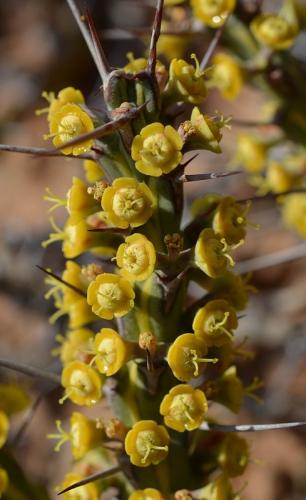 Euphorbia-sp-nova-aff-actinoclada-Langobaya-GPS188-Kenya-2014 1490-vyrez