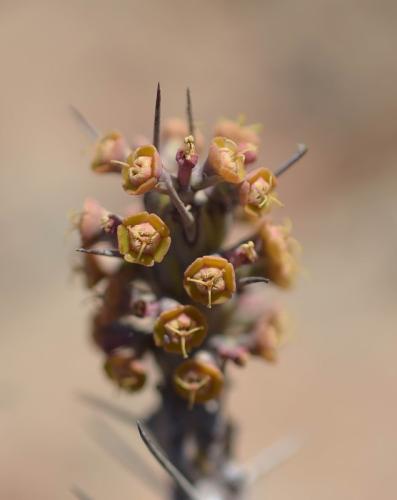 Euphorbia-sp-nova-aff-actinoclada-Langobaya-GPS188-Kenya-2014 1498