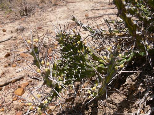 Euphorbia-sp-nova-aff-actinoclada-PV2527-Thola-GPS186-Kenya-2012 PV1633