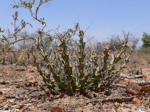 Euphorbia-sp-nova-aff-actinoclada-PV2527-Thola-GPS186-Kenya-2012 PV1637