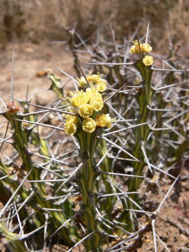 Euphorbia-sp-nova-aff-actinoclada-PV2527-Thola-GPS186-Kenya-2012 PV1653