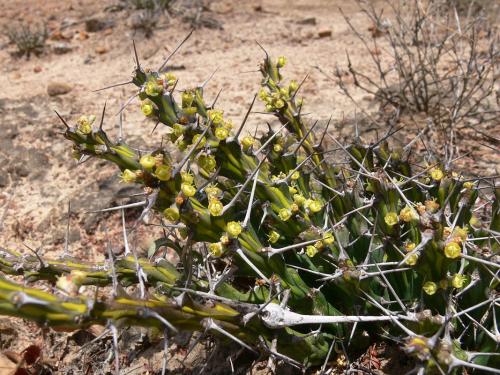 Euphorbia-sp-nova-aff-actinoclada-PV2527-Thola-GPS186-Kenya-2012 PV1663