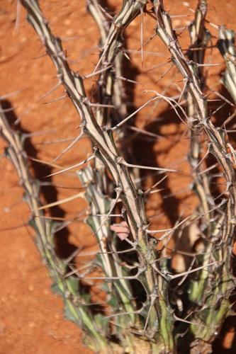 Euphorbia-sp-nova-xylacantha-type-Adadi-vychodne-GPS175-Kenya-2014-Christian-IMG 2749