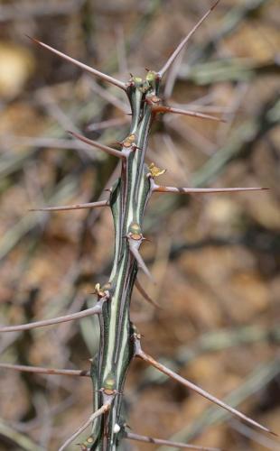 Euphorbia-sp-nova-xylacantha-type-Adadi-vychodne-GPS175-Kenya-2014 1101-vyrez