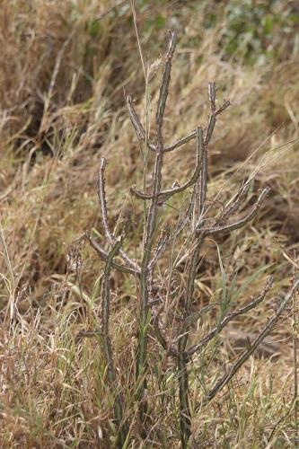 Euphorbia-tenuispinosa-PV2749-Mariakani-vychodne-GPS182-Kenya-2014-Christian-IMG 3940