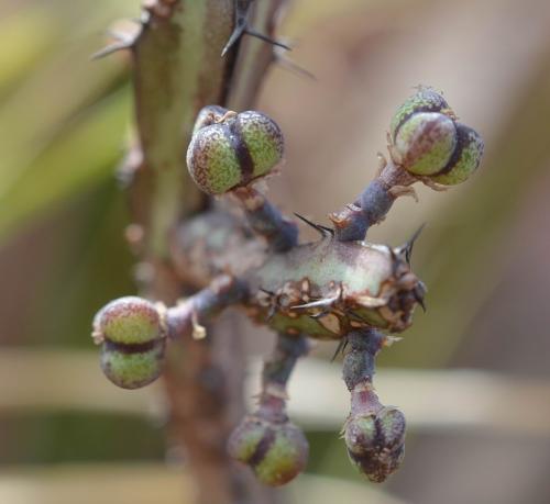 Euphorbia-tenuispinosa-PV2749-Mariakani-vychodne-GPS182-Kenya-2014 1553