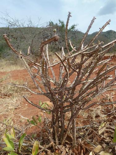 Euphorbia-tenuispinosa-Sagala-Kenya-2012-Kazungu-P1000784