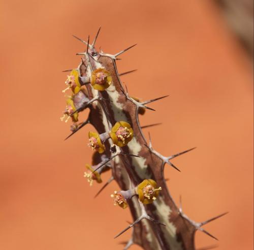 Euphorbia-tenuispinosa-v-robusta-PV2737-Ghazi-dole-GPS186-Kenya-2014-Christian-IMG 4624