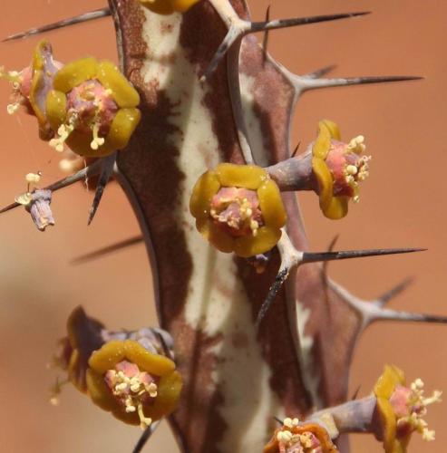 Euphorbia-tenuispinosa-v-robusta-PV2737-Ghazi-dole-GPS186-Kenya-2014-Christian-IMG 4627