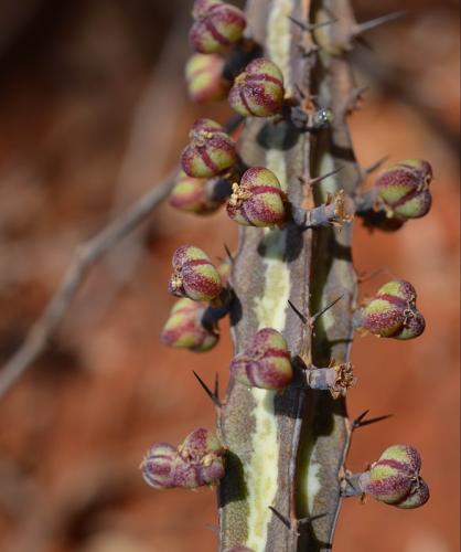 Euphorbia-tenuispinosa-v-robusta-PV2737-Ghazi-dole-GPS186-Kenya-2014 1934