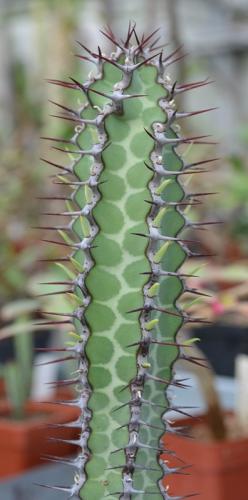 Euphorbia-tescorum-PV-2496  -5184-01