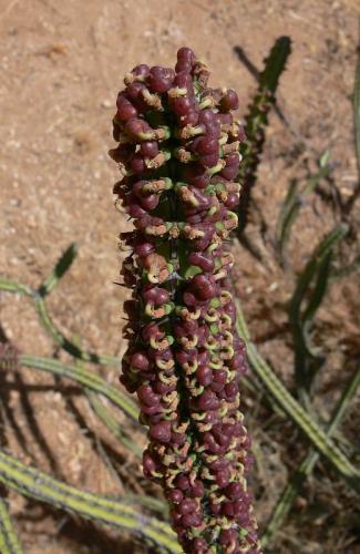 Euphorbia-tescorum-PV2496-Merille-GPS168-Kenya-2012 PV0462