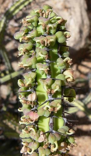 Euphorbia-tescorum-PV2496-Merille-GPS168-Kenya-2012 PV0468