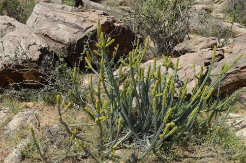 Euphorbia-tescorum-PV2496-Merille-GPS168-v-2012-Kenya-2014 0418