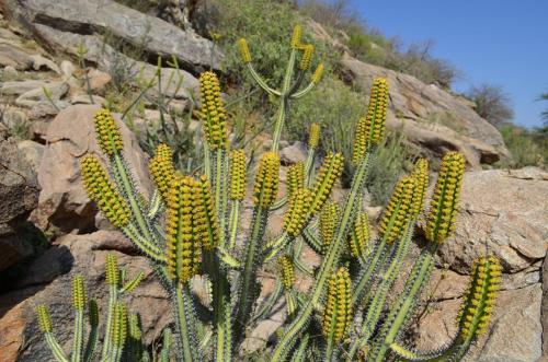 Euphorbia-tescorum-PV2496-Merille-GPS168-v-2012-Kenya-2014 0420