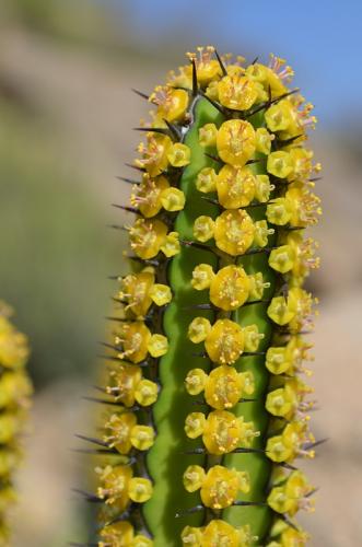 Euphorbia-tescorum-PV2496-Merille-GPS168-v-2012-Kenya-2014 0423