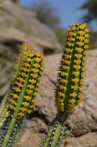 Euphorbia-tescorum-PV2496-Merille-GPS168-v-2012-Kenya-2014 0424