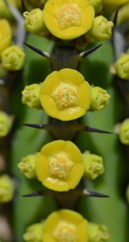 Euphorbia-tescorum-PV2496-Merille-GPS168-v-2012-Kenya-2014 0444