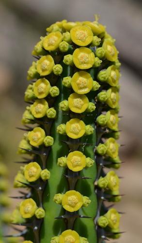 Euphorbia-tescorum-PV2496-Merille-GPS168-v-2012-Kenya-2014 0452