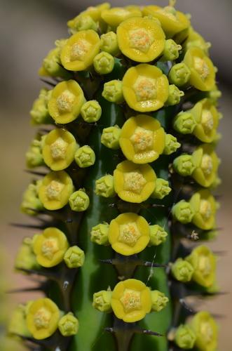 Euphorbia-tescorum-PV2496-Merille-GPS168-v-2012-Kenya-2014 0454