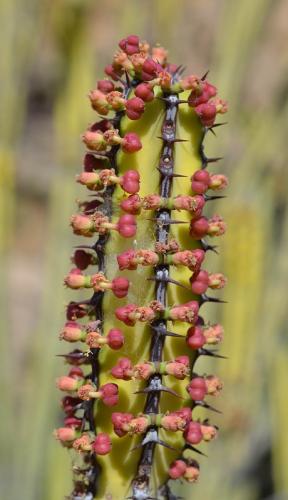 Euphorbia-tescorum-PV2496-Merille-GPS168-v-2012-Kenya-2014 0459