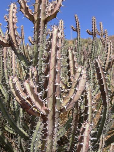 Euphorbia-vulcanorum-Marsabit-Gof-Choba-GPS170-Kenya-2012 PV0552