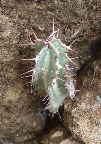 Euphorbia-vulcanorum-Marsabit-SZ-GPS180-Kenya-2012-Kazungu-P1030749