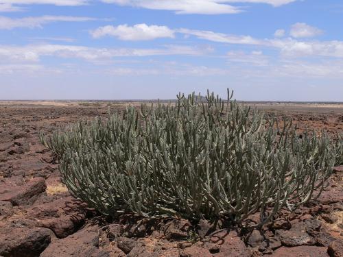 Euphorbia-vulcanorum-Marsabit-severne-39km-GPS175-Kenya-2012 PV0872