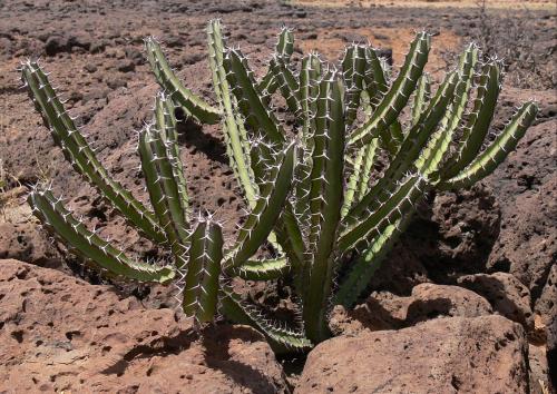 Euphorbia-vulcanorum-Marsabit-severne-39km-GPS175-Kenya-2012 PV0873