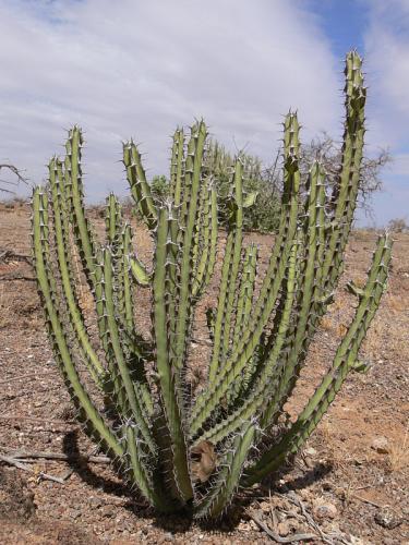 Euphorbia-vulcanorum-Marsabit-severne-GPS174-Kenya-2012 PV0829