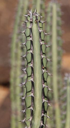 Euphorbia-vulcanorum-Marsabit-severne-Kenya-2014-Christian-IMG 3290