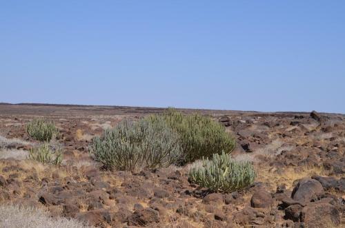 Euphorbia-vulcanorum-Marsabit-severne-Kenya-2014 1334