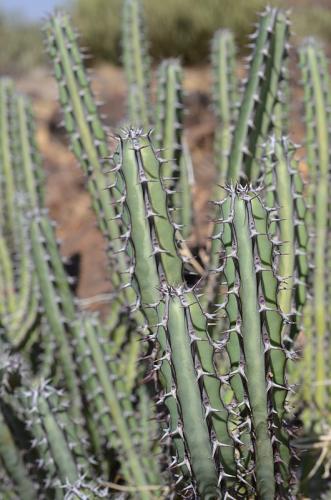 Euphorbia-vulcanorum-Marsabit-severne-Kenya-2014 1336