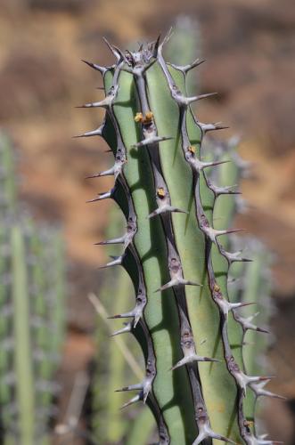 Euphorbia-vulcanorum-Marsabit-severne-Kenya-2014 1337