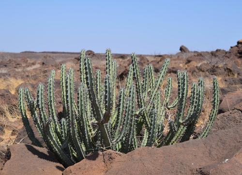 Euphorbia-vulcanorum-Marsabit-severne-Kenya-2014 1340