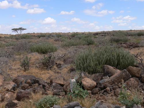 Euphorbia-vulcanorum-Marsabit-severne-od-GPS173-Kenya-2012 PV0901