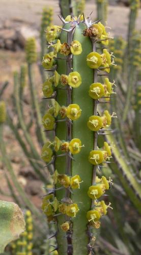 Euphorbia-vulcanorum-Marsabit-severne-od-GPS173-Kenya-2012 PV0905-vyrez