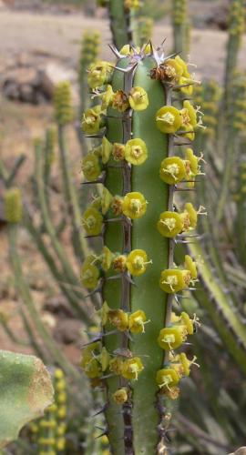 Euphorbia-vulcanorum-Marsabit-severne-od-GPS173-Kenya-2012 PV0905