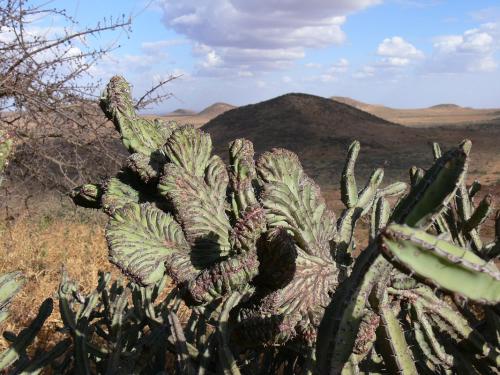 Euphorbia-vulcanorum-cristata-Marsabit-severne-GPS176-Kenya-2012 PV0985