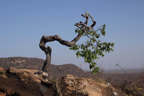 Ficus-sp-Sololo-to-Makutano-GPS176-Kenya-2014-Christian-IMG 2974