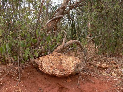 Gerrardanthus-macrorrhizus-Sagala-Kenya-2012 PV1401