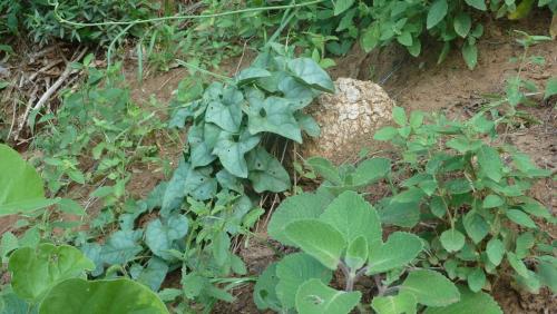 Gerrardanthus-macrorrhizus-leaves-Kenya-2012-Kazungu-P1020914